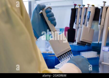 Ricerca i reagenti per il pipettaggio degli scienziati su una piastra utilizzando una pipetta multicanale Foto Stock