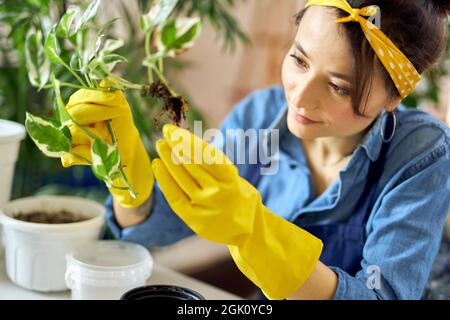 Ritratto della donna che si prende cura in guanti di gomma che tengono pianta mentre la trapiantano in nuovo vaso a casa Foto Stock