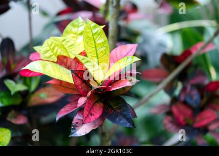 Giardino colorato Croton foglie Codiaeum variegatum in estate Foto Stock