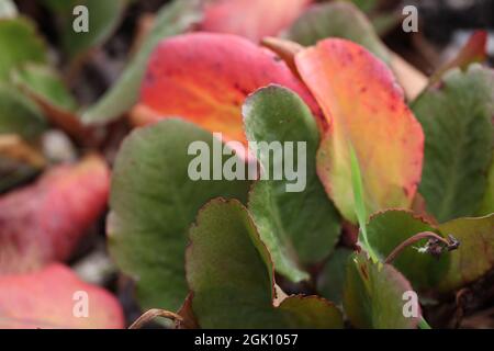 Bergenia cordifolia 'Eroica' / Eroica orecchie elefanti Foto Stock