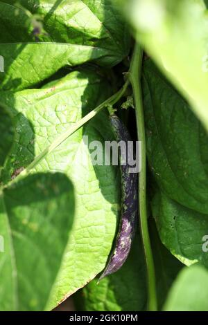 Lingua del drago fagioli francesi / Phaseolus vulgaris anche comunemente conosciuto come fagioli del bush di Merveille de Piemente Foto Stock