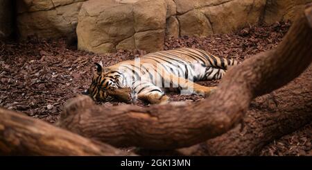 Primo piano di una tigre Sumatran (Panthera tigris sondaica) che riposa e dorme. Foto Stock