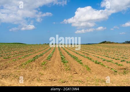 Campo di bellissimi cavolfiori in Bretagna. Francia. Allevamento di lattuga di cavolo verde biologico su un terreno vegetale nella regione francese della Bretagna. BIO Foto Stock