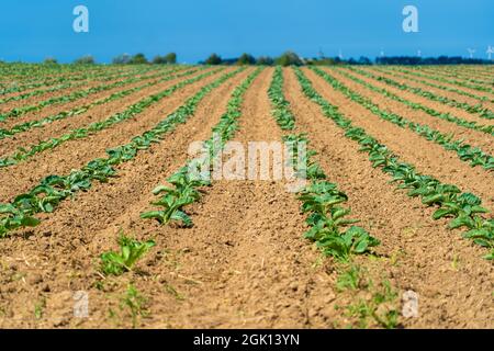 Campo di bellissimi cavolfiori in Bretagna. Francia. Allevamento di lattuga di cavolo verde biologico su un terreno vegetale nella regione francese della Bretagna. BIO Foto Stock