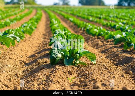 Campo di bellissimi cavolfiori in Bretagna. Francia. Allevamento di lattuga di cavolo verde biologico su un terreno vegetale nella regione francese della Bretagna. BIO orga Foto Stock