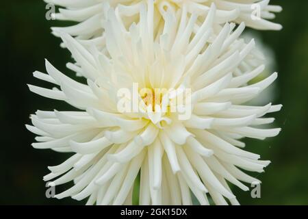 Bella closeup di un Dahlia Cactus giallo stella fiore in fiore d'estate Foto Stock