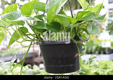 Vista di una pianta di pothos appesa in una pentola nera Foto Stock