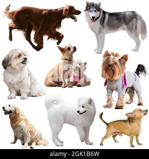 Raccolta di cani purredi isolati su sfondo bianco Foto Stock