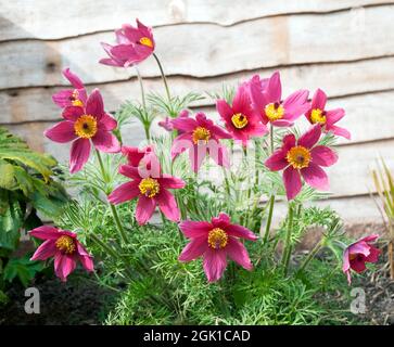 Primo piano di gruppo di Pulsatilla vulgaris Rubra una primavera rossa profonda fiorita completamente hardy erbaceo perenne deciduo chiamato anche fiore Pasque Foto Stock