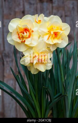 Primo piano del gruppo di Narcissus Tahiti in primavera. Narcissus Tahiti è una divisione gialla e arancione 4 daffodil doppio che è un perenne deciduo Foto Stock