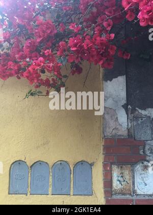 Primo piano di un fiore rosa. Santa Rita Foto Stock