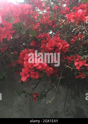 Primo piano di un fiore rosa. Santa Rita Foto Stock