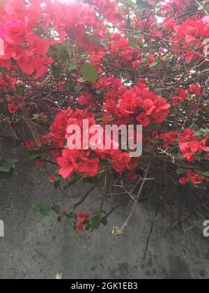 Primo piano di un fiore rosa. Santa Rita Foto Stock