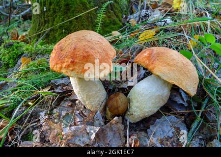 I funghi del boleto si avvicinano nella foresta. Splendido paesaggio forestale per il relax Foto Stock