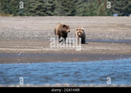 Alaskan Coastal Brown Bear Sow e Cub Foto Stock