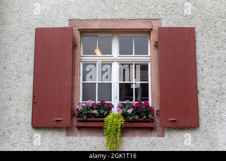 Primo piano texture vista sfondo di una bella finestra europea d'epoca con persiane rosse e una scatola piantatrice con fiori Foto Stock