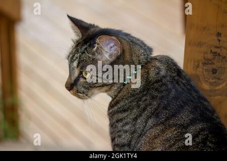 Questa immagine mostra una vista ritratto ravvicinata di un gatto domestico a righe grigio e marrone con sfondo deck in legno defocuso Foto Stock