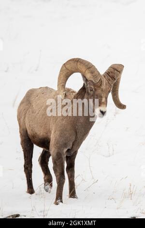 Pecora di Bighorn (Ovis canadensis) nel Parco Nazionale di Yellowstone durante l'inverno