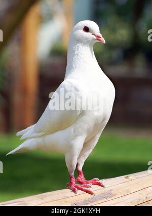 Piccione bianco - piccione imperiale - ducula Foto Stock