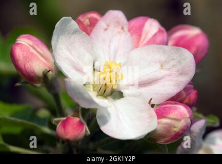 fiore di mela Foto Stock