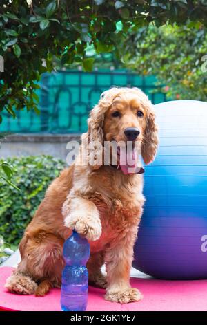 carino cocker spaniel pronto per pilates lezione, fitness concept fotografia, divertente fotografia, cani come persone Foto Stock