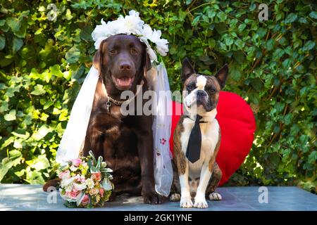 Fotografia di nozze, sposa Labrador e sposo Boston Terrier, cani come persone, fumetto foto Foto Stock