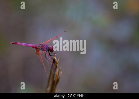 libellula rosa brillante su un gambo su uno sfondo sfocato in estate Foto Stock