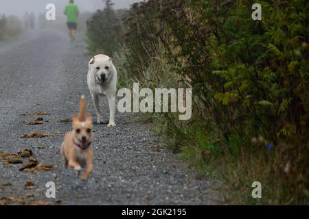 Inseguimento del cane Foto Stock