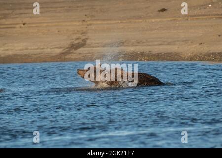 Alaskan Orso Bruno agitando l'acqua Foto Stock