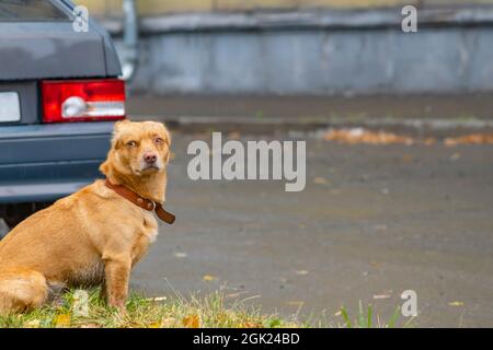 un cane perso con un collare è seduto sulla strada sotto una bella pioggia gocciolante Foto Stock
