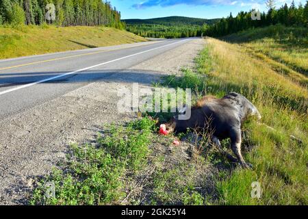 Una strada ha ucciso alce alce alce, morto sulla strada, vittima di un incidente stradale nella campagna Alberta Canada. Foto Stock