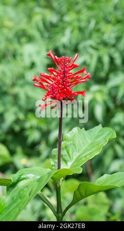 fiore di frespike o odonotonema, noto anche come punta di fiore rosso o endemico, attraente arbusto sparso sempreverde nel giardino Foto Stock