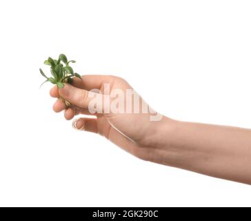 Mano femmina con micro green freschi su sfondo bianco, primo piano Foto Stock