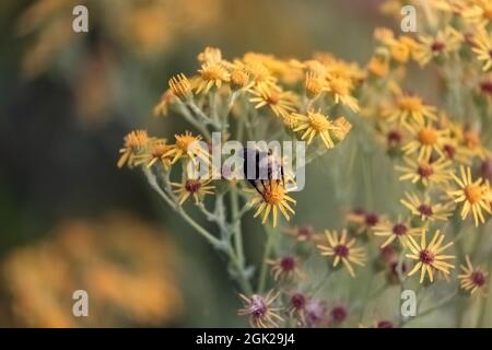 ape nero bumble seduta su fiori gialli nella tarda primavera Foto Stock