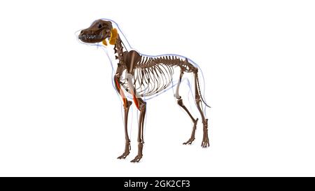 Biceps Brachii muscolo del cane Anatomia per concetto medico illustrazione 3D Foto Stock