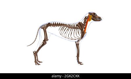 Cleidomastoideus muscolo del cane Anatomia per concetto medico illustrazione 3D Foto Stock