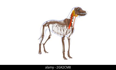 Cleidomastoideus muscolo del cane Anatomia per concetto medico illustrazione 3D Foto Stock