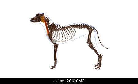 Cleidomastoideus muscolo del cane Anatomia per concetto medico illustrazione 3D Foto Stock