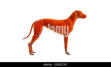 Cane muscolo cane Anatomia muscolare per concetto medico 3D Illustrazione Foto Stock