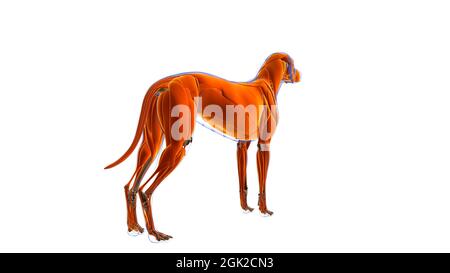 Cane muscolo cane Anatomia muscolare per concetto medico 3D Illustrazione Foto Stock