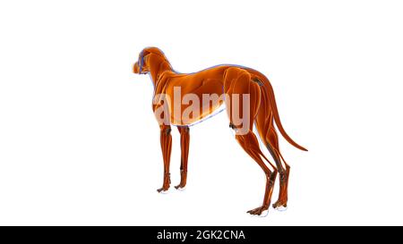 Cane muscolo cane Anatomia muscolare per concetto medico 3D Illustrazione Foto Stock