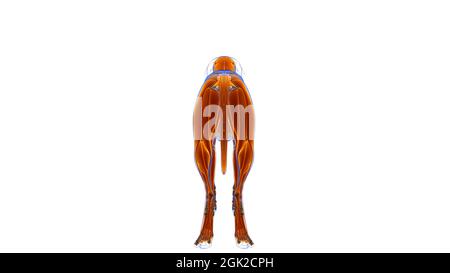 Cane muscolo cane Anatomia muscolare per concetto medico 3D Illustrazione Foto Stock