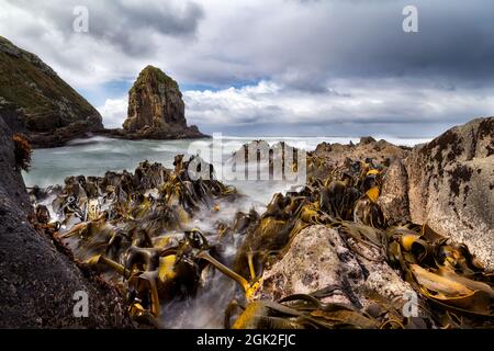 Cannibal Bay, Catlins, Nuova Zelanda Foto Stock