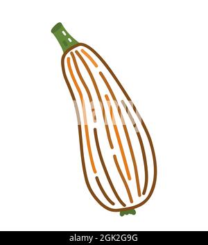 Zucchine isolate su sfondo bianco. Illustrazione vettoriale disegnata a mano in stile doodle. Perfetto per carte, logo, disegni autunnali e natalizi, decorazioni Illustrazione Vettoriale