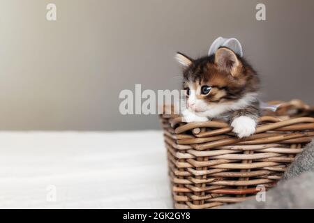 Piccolo adorabile gattino tricolore si siede all'interno di un cestino di vimini di legno e guardando in alto. Foto di gatto felice rilassato che si siede nel cestino. Concetto Foto Stock