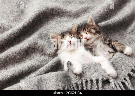 Due piccoli adorabili cuccioli tricolore dormono con gli occhi chiusi e distesi coperti da una soffice coperta grigia. Foto di gatti dormenti rilassati che si trovano upsi Foto Stock