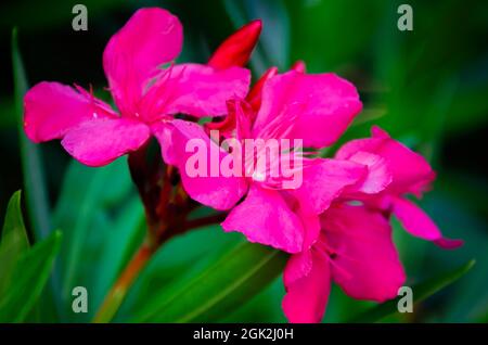 I fiori rosa dell'oleandro (oleandro di Nerium) fioriscono in Rue Magnolia, 5 settembre 2021, a Biloxi, Mississippi. Questo è il popolare oleandro Calypso. Foto Stock