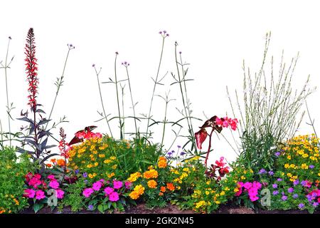 Fiori annuali fioriti Panorama, isolato orizzontale panoramico fioritura Cardinal Flower Bed Closeup, fioritura Begonias, balsami, Gauras, marigolds Foto Stock