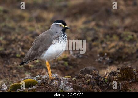 Lapwing a boccale - Vanellus melanocephalus, beatiful lapping endemico agli altopiani etiopi, alle montagne di Bale, all'Etiopia. Foto Stock