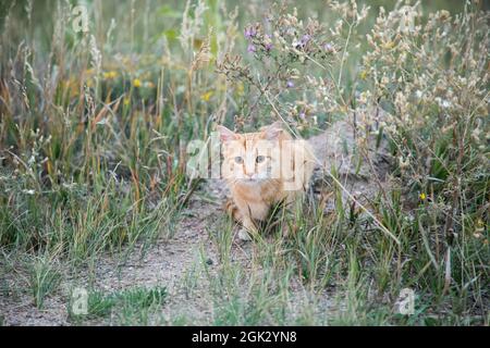 Gatto con capelli corti arancione domestico seduto in erba Yard con fiori Foto Stock